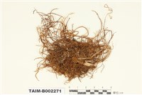 藏品(棉苔屬)的圖片